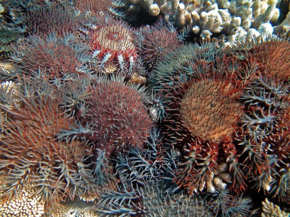 Ai保卫珊瑚 顺便拯救了 一只只给海星打毒针 的人类 腾讯新闻