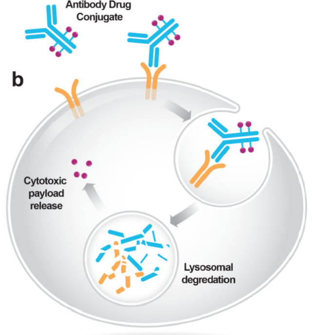 迈向未来:肿瘤的精准治疗时代