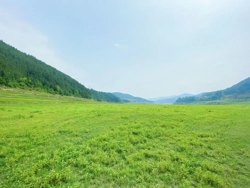 週末就出發跟我一起去青川大草原撒歡吧