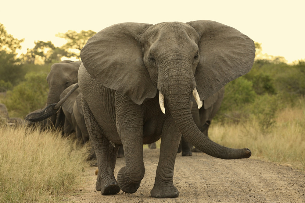 亚洲象向昆明进发引担心:为什么麻醉枪阻止不了这群迷路的大象?