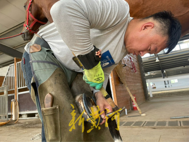这个活全国仅60余人在干山东小伙专业给马美甲曾被踢断两根肋骨