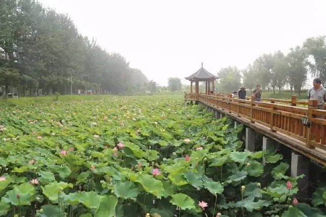 濮阳毛楼生态旅游区图片