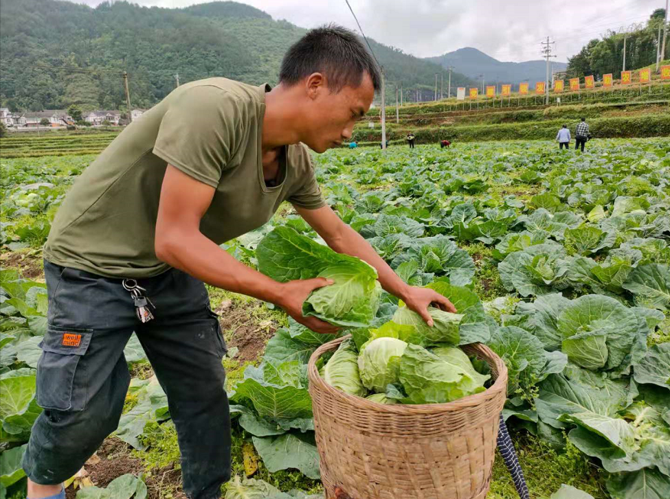 旺草镇牛心甘蓝采收上市