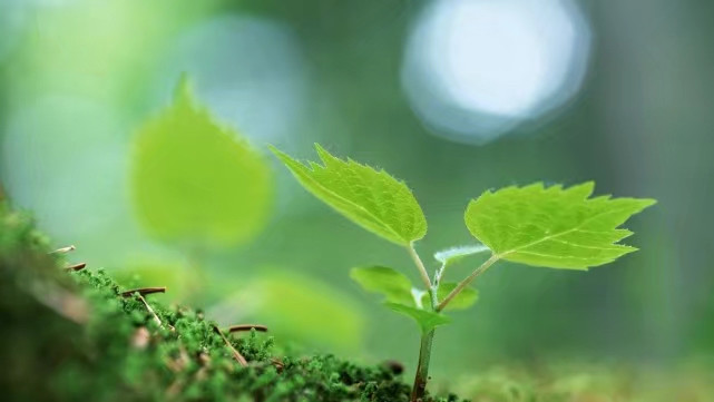 那年,花开月未圆之一