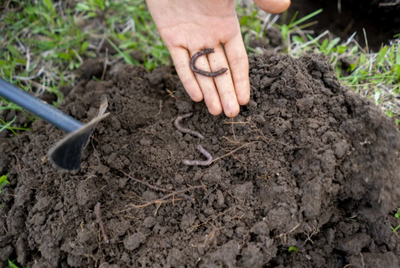 电鱼被禁了,"电蚯蚓"又来了,1斤百多元,一天可抓60多斤_腾讯新闻
