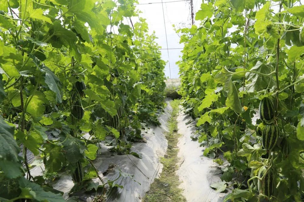 供不应求就被周边的销售商全部预定今年,吴秀成的羊角蜜刚一上市深受