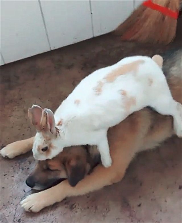 将兔子和狗养在一起,隔段时间再去看时疑惑了:画风咋跑偏了呢?