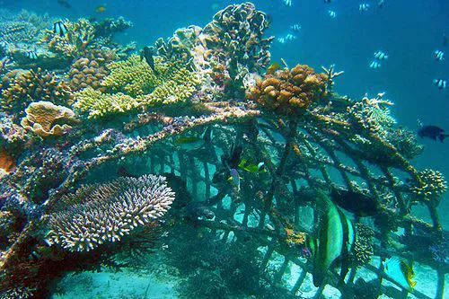 人工鱼礁给海洋生物造房子
