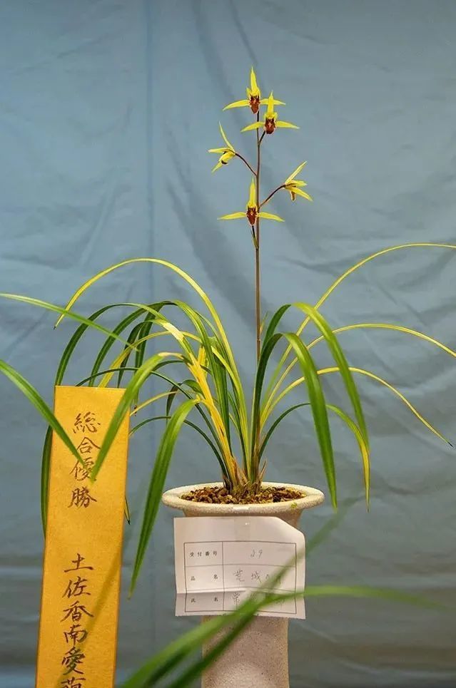 寒兰(寒兰图片)