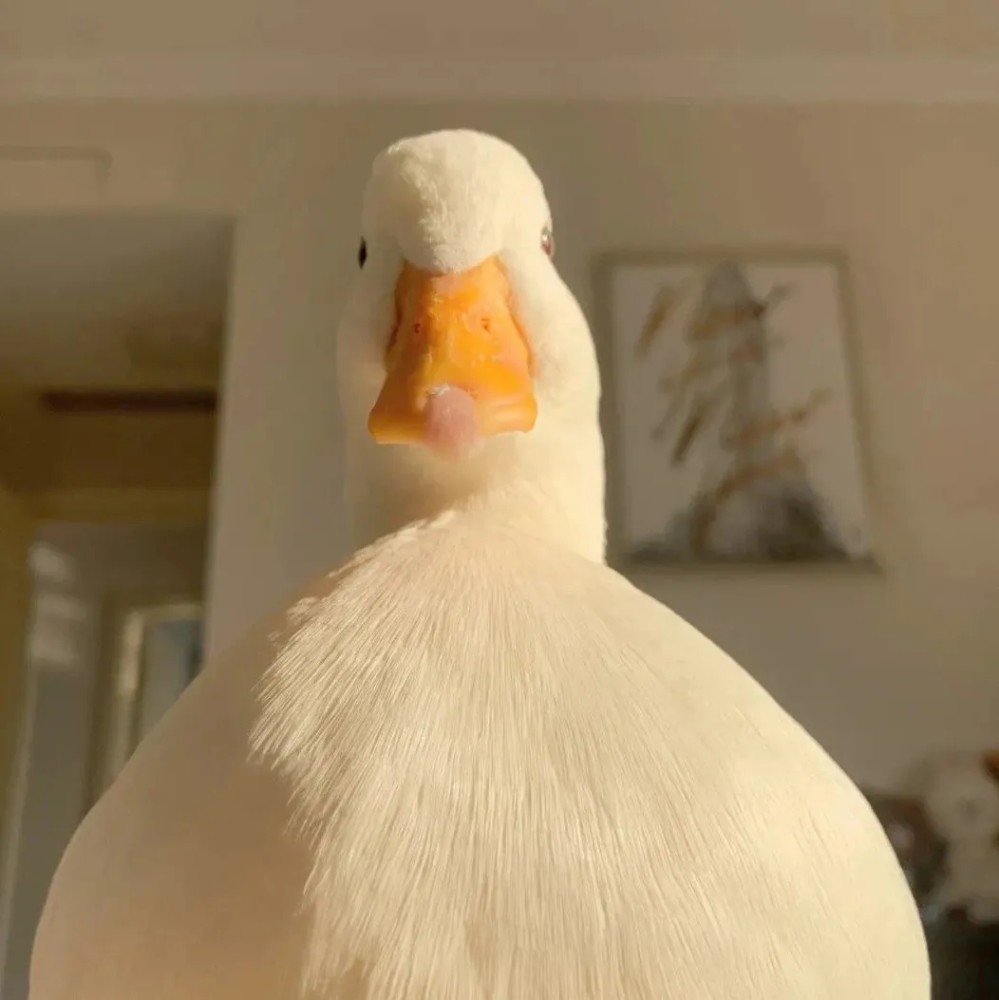 阿柴头像你觉得什么样的女孩子最受欢迎