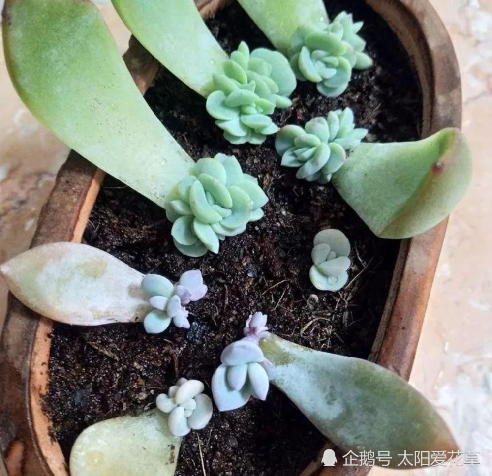 叶插多肉苗什么时候可以剪掉老叶 需要注意什么 腾讯新闻