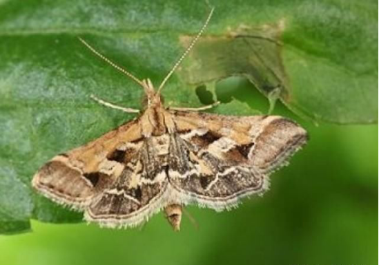 2021年草地螟防控技术方案