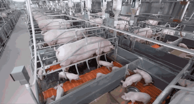 指定肉类供应商|正大食品有限公司|国家体育总局|正大集团|山西|猪肉