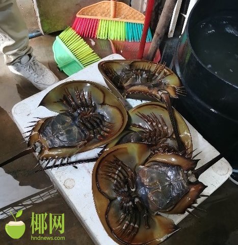 儋州一海鲜经营店售卖中华鲎被查处