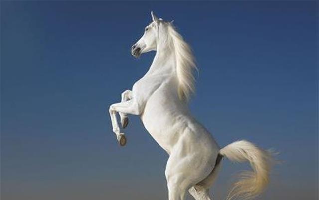 一生献给西游记晚年却沦为赚钱工具白龙马结局凄凉无人可知