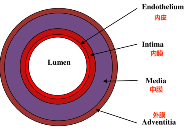 首先,我们得知道,动脉管壁大致分为三层,内膜,中膜和外膜,其中内膜