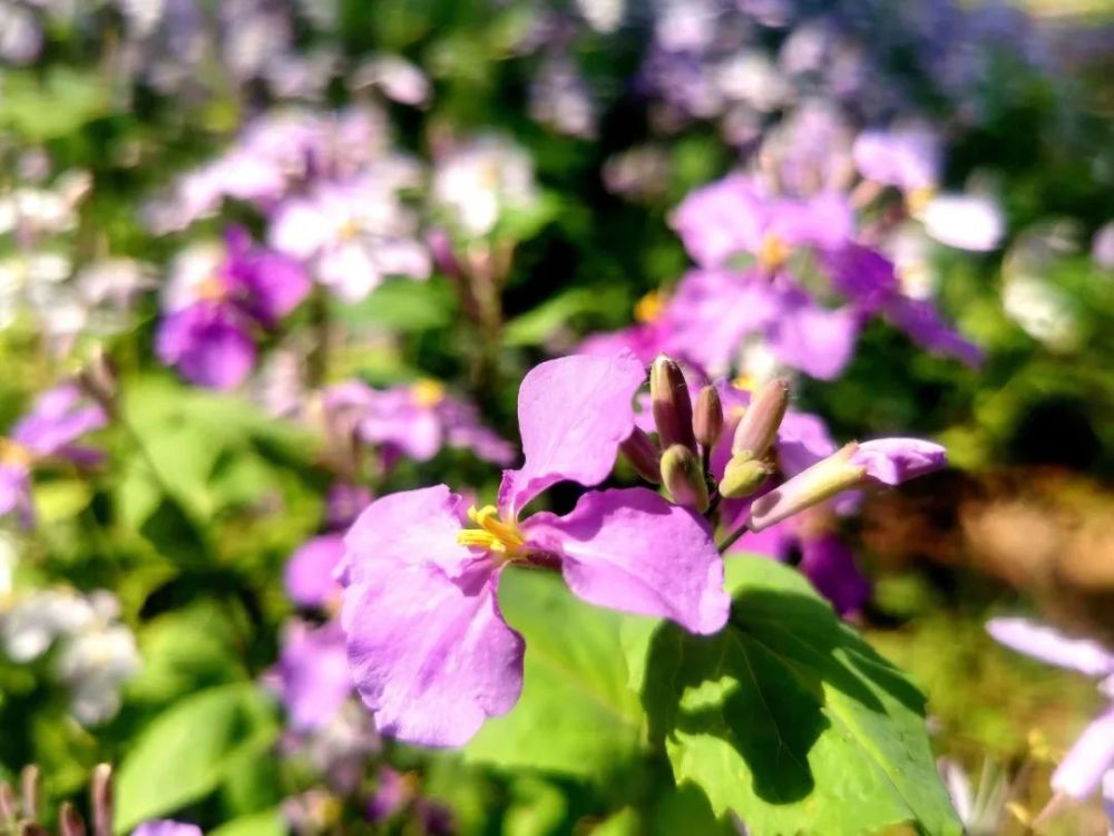 二月兰五月盛开