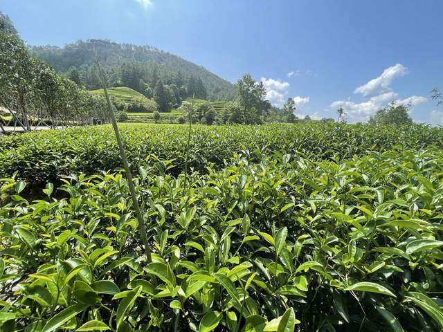 碧水青山茶叶产地图片