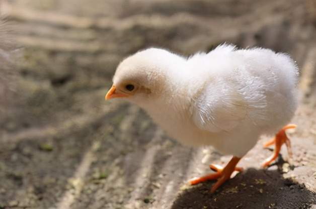 小雞吃什麼飼料合適?吃什麼飼料長得快?_騰訊新聞