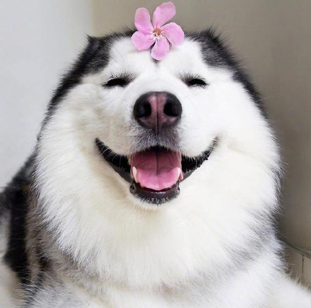 搞笑至极的开心段子让你笑到满地找牙