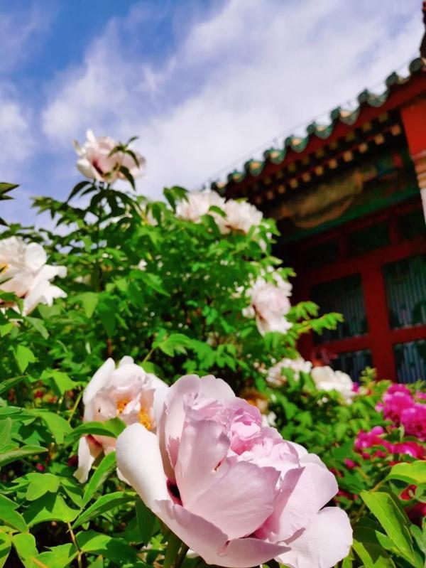 咱沈阳有一大片牡丹花开了!地点就在市中心!