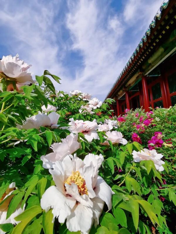 咱沈阳有一大片牡丹花开了!地点就在市中心!