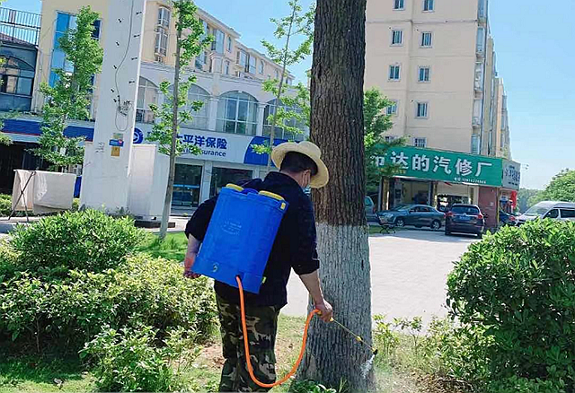 市住建局园林处全面开展白蚁防治工作