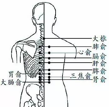 刮痧部位主要三步就可以,第一步,背部的背俞穴,主要是脾俞,胃俞.a.