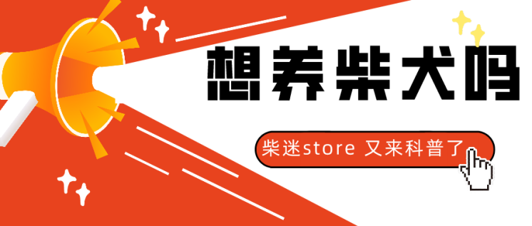 柴犬的智商怎么样 柴犬训练起来麻烦吗 腾讯新闻