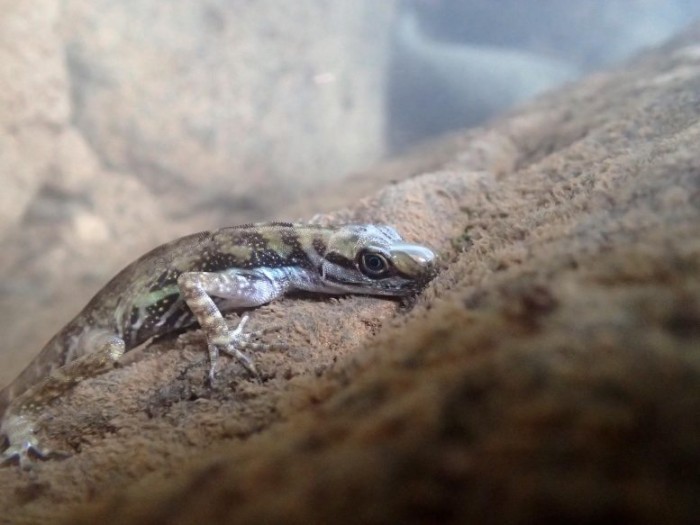 进化生物学家发现一些蜥蜴能够在水下呼吸的原因