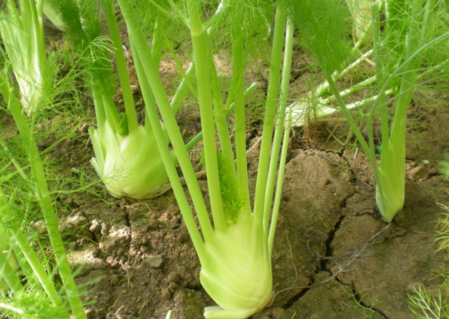 茴香味道重,很多人不喜欢,其实经常吃茴香有5点好处,来了解下