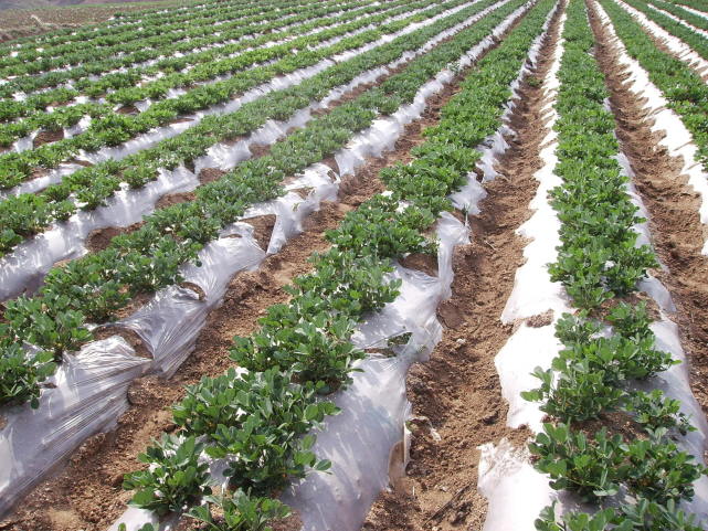 花生亩产1500斤就是用了这个叶面肥针多果多抗旱抗涝