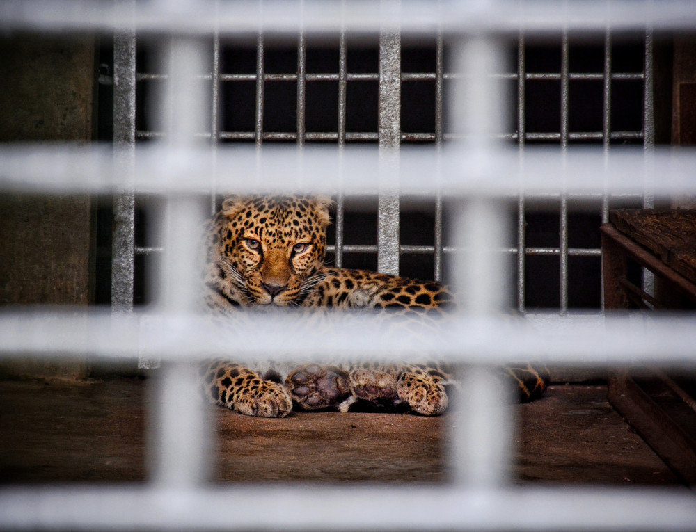 杭州第3只金钱豹仍未寻获动物生意光鲜背后的暗影交织