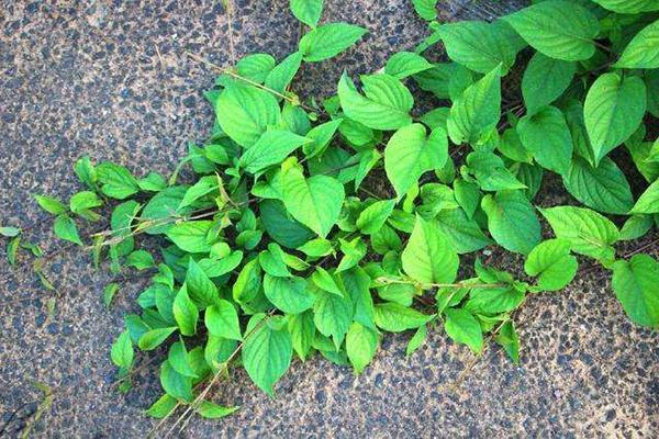 农村常见的"鸡屎藤",闻着臭名字怪,但浑身是宝,具有六大功效