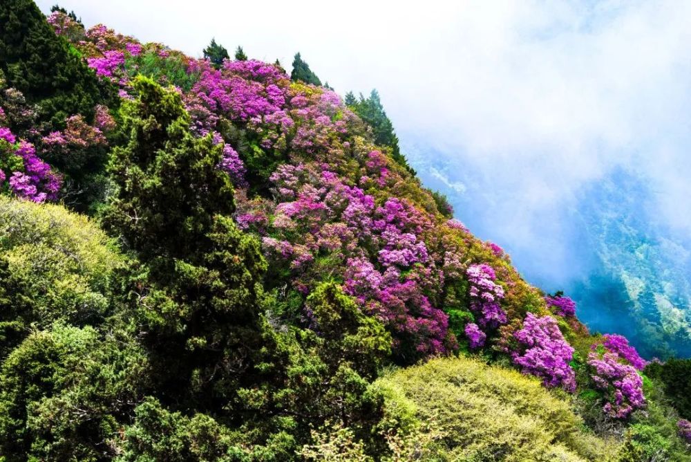 盛放在涼山雲端的