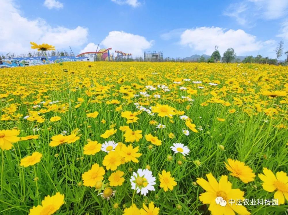 怦然心动南充绝美的千亩花海进入最佳观赏期快约