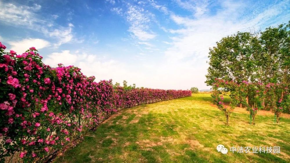 怦然心动南充绝美的千亩花海进入最佳观赏期快约