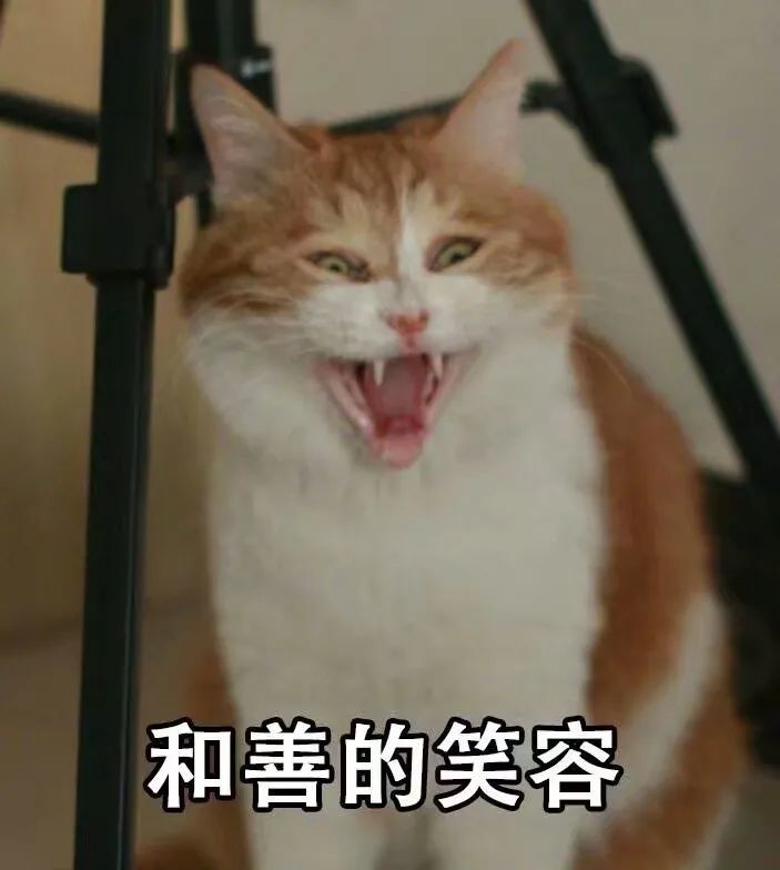 表情包Ⅰ可爱猫咪第二弹