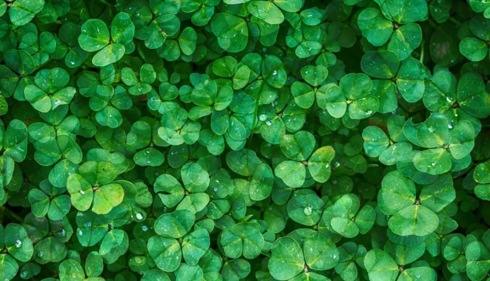 创澳分享 植物的分泌物质 腾讯新闻