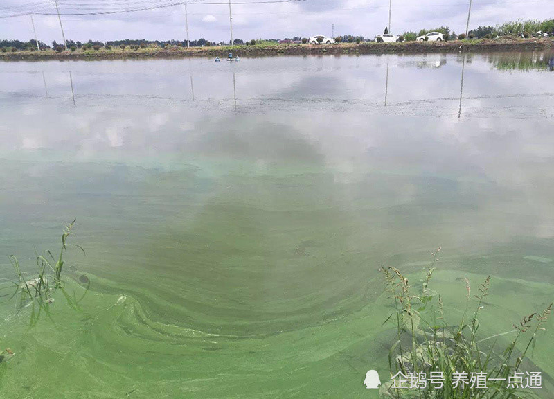 1, 蓝藻死后释放大量有毒物质,危害比活藻更大;二,危害3,鱼塘蓝藻过多