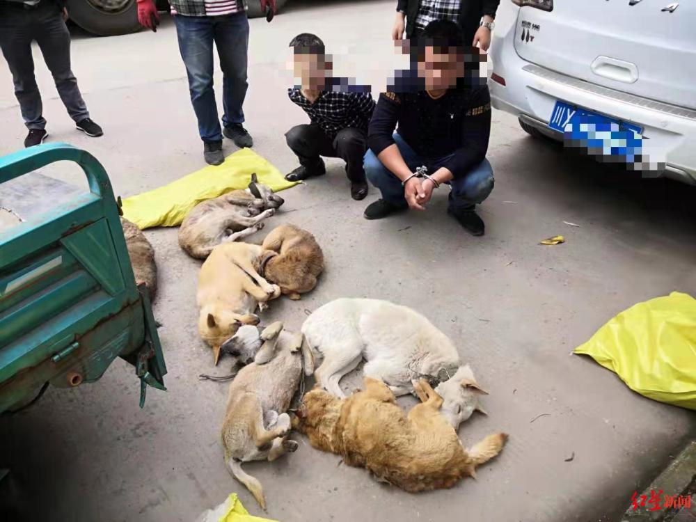 偷狗杀狗售卖一条龙四川岳池警方打掉一个针对狗狗的犯罪团伙