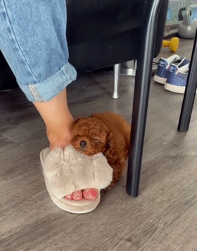 铲屎官:堪比"502胶水"!