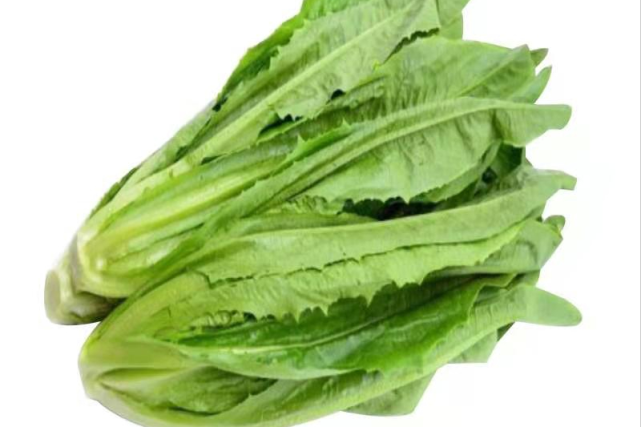 牢记这三点,油麦菜 菜色油亮翠绿不发黑