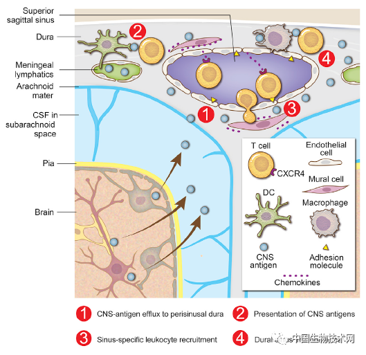 大腦享有免役特權cell免疫監視從未間斷