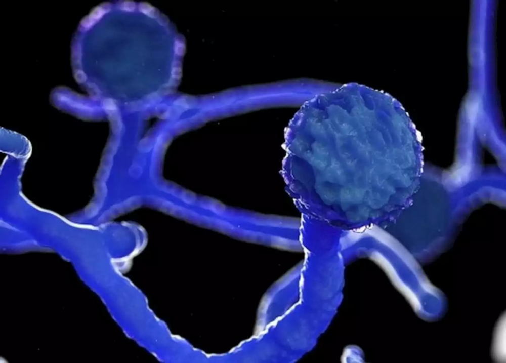 谁来救救印度人战胜病毒却又感染真菌黑色霉菌在印炸锅