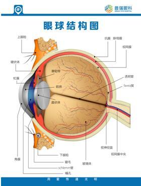 我手里这是一个眼球模型,在我们这个眼球大概前面六分之一的地方就是