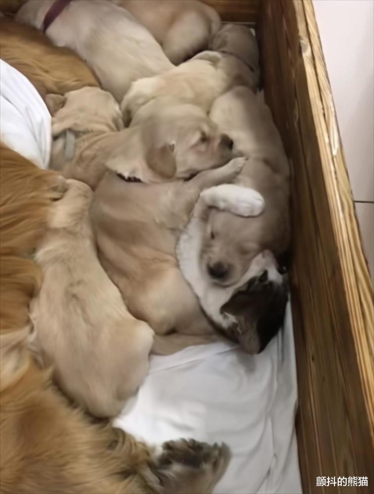 超治愈 作为小狗们的保姆而努力的猫咪放弃了工作一起爆睡 腾讯新闻