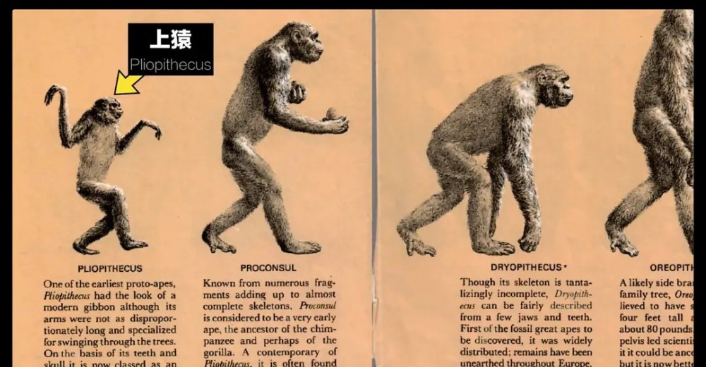 最早的人类祖先起源于2200年前,叫做上猿,它们是人类,各种猩猩以及