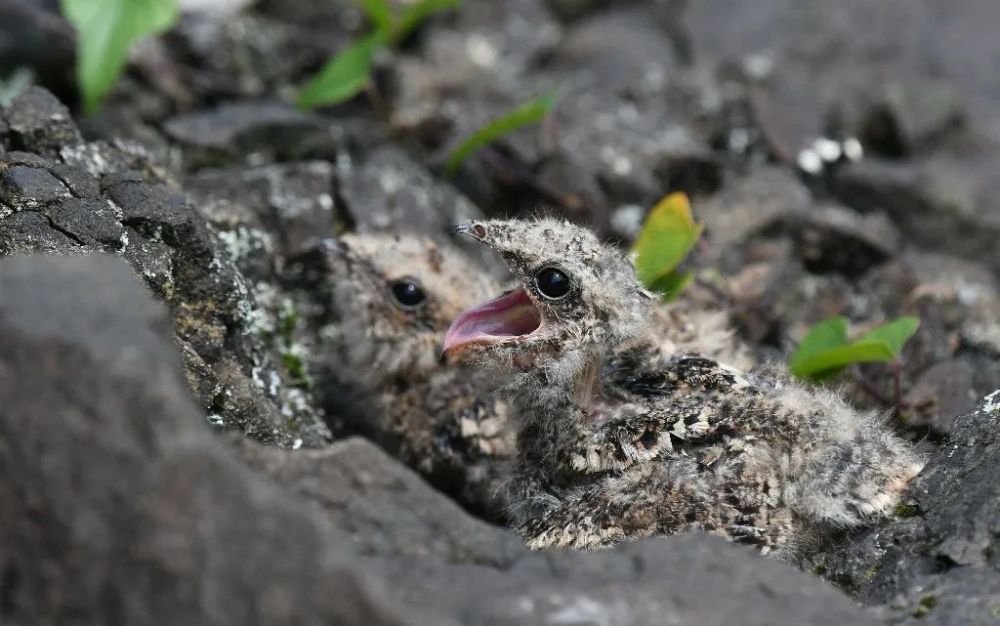 程国龙 摄黑锅背得有点苦在古代,夜鹰被称为"蚊母鸟",因为古人认为