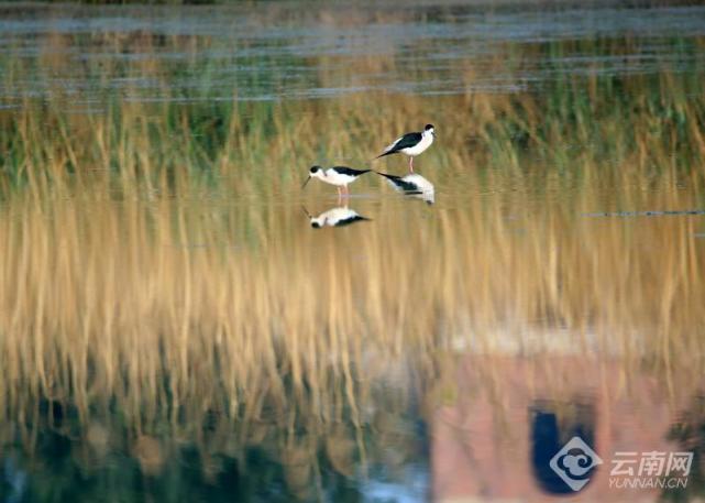 渚清沙白鸟飞回滇池湿地再现彩鹮翩飞